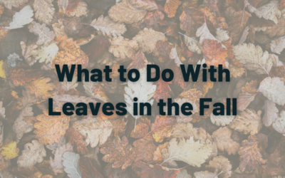 What to do with leaves in the fall