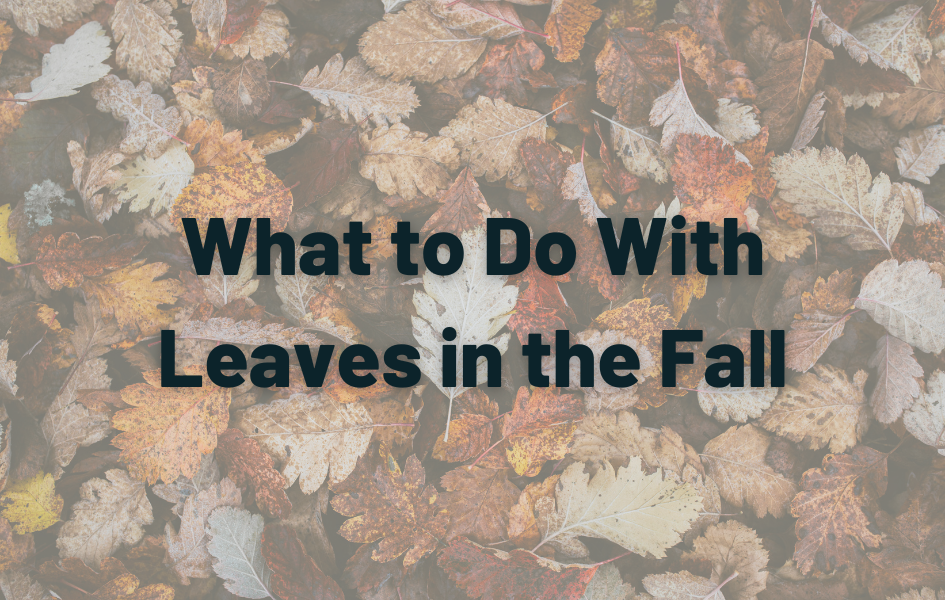 What to do with leaves in the fall